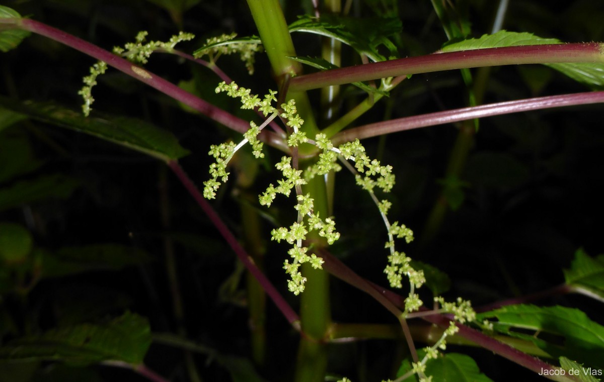 Pilea melastomoides (Poir.) Wedd.